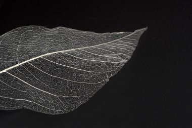 Yaprakların hassas güzel şeffaf ajur iskeletler ile doğal bir arka plan