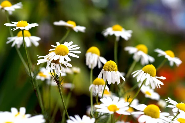 Lot White Field Chamomile Russian Birch Sunny Summer Day — Stock Photo, Image