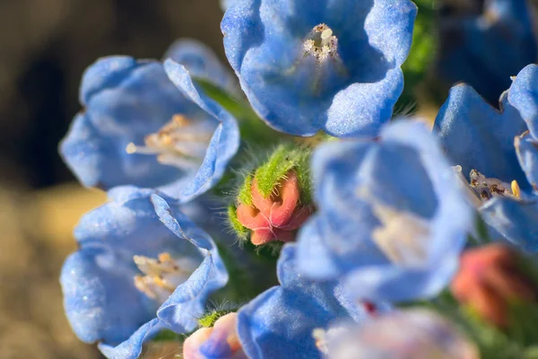 Small Beautiful Flowers Comfrey Garden Summer Close — Stock Photo, Image