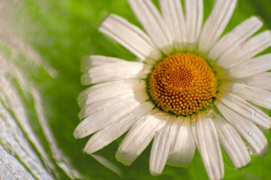 bir büyük daisy, makro, su yansıması