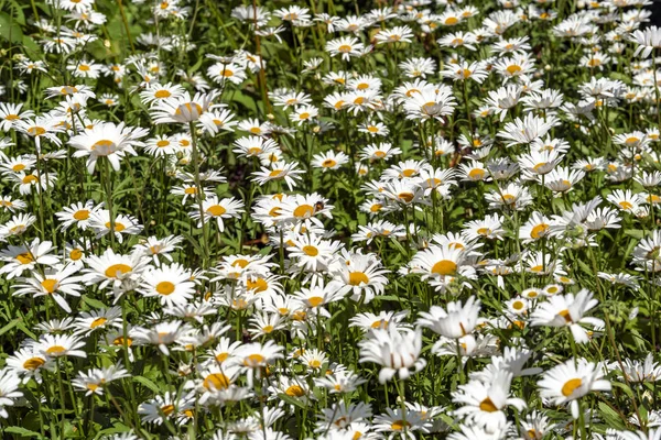 Lot White Field Chamomile Russian Sunny Summer Day — Stock Photo, Image