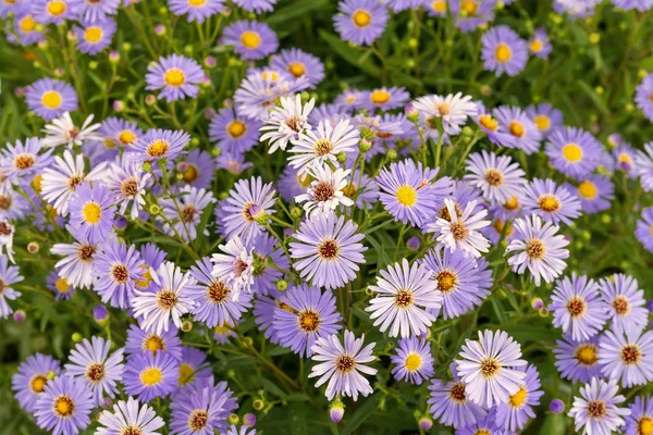 Lot Blue Field Chamomiles Sunny Summer Day Russia — Stock Photo, Image