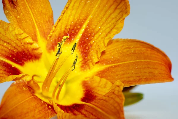Помаранчева Квіткова Лілія Крупним Планом Цвіте Влітку — стокове фото