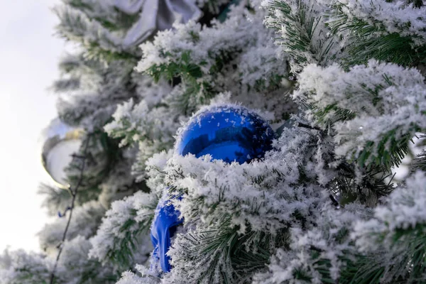 Çam Dalları Kaplı Beyaz Frost Kış Soğuk Dekorasyon Mavi Topları — Stok fotoğraf