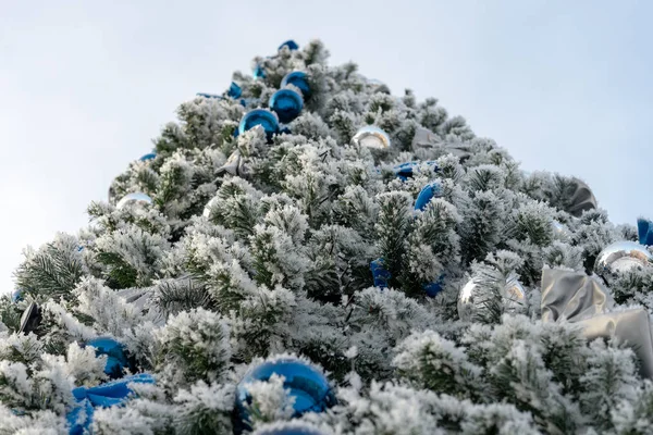 Fichtenzweige Mit Weißem Frost Bedeckt Winter Und Kälte Dekoration Blaue — Stockfoto