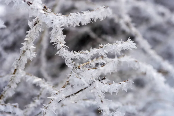 Κλαδιά Του Δέντρου Είναι Καλυμμένα Λευκό Παγετό Χειμώνας Και Κρύο — Φωτογραφία Αρχείου