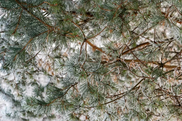 Die Äste Des Baumes Sind Mit Weißem Frost Winter Und — Stockfoto