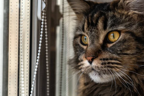 Mascota Gato Raza Maine Coon Mira Por Ventana —  Fotos de Stock