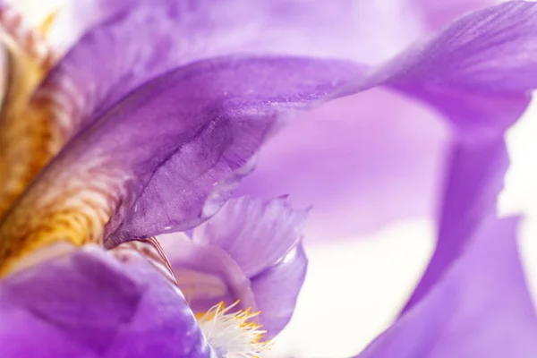 Flor Íris Roxa Close Belo Fundo Macro — Fotografia de Stock