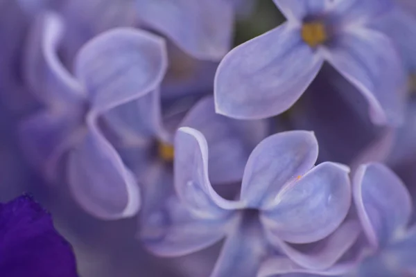 Flor Lilás Roxo Close Belo Fundo Macro — Fotografia de Stock