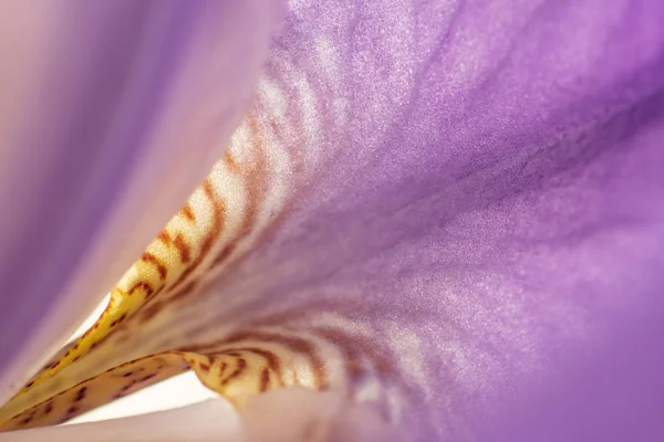 Квітка Фіолетової Іриси Крупним Планом Красивий Фон Макро — стокове фото