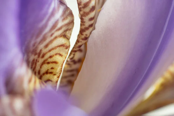 Bloem Van Paarse Iris Macro Close Mooie Achtergrond — Stockfoto