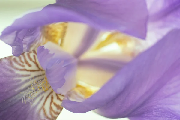 Квітка Фіолетової Іриси Крупним Планом Красивий Фон Макро — стокове фото