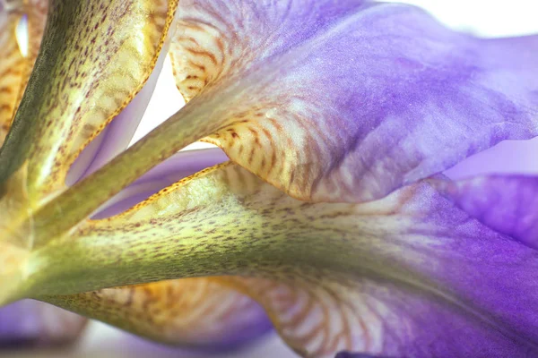 Flor Íris Roxa Close Belo Fundo Macro — Fotografia de Stock