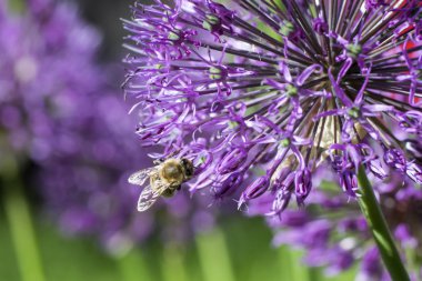 arı bal, bir önümüzdeki dekoratif bir yay, çiçek, yakın çekim mor bir top toplar