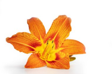 parlak turuncu lily çiçek, beyaz bir arka plan üzerinde yakın çekim