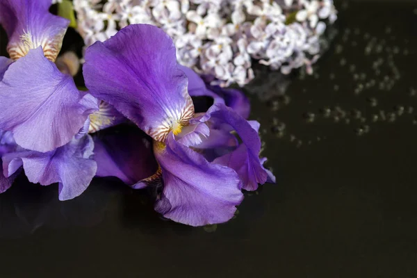 Квіти Воді Іриси Бузку Темний Фон — стокове фото