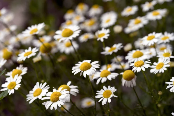 Sacco Camomilla Campo Bianco Betulla Russa Giornata Estiva Soleggiata — Foto Stock