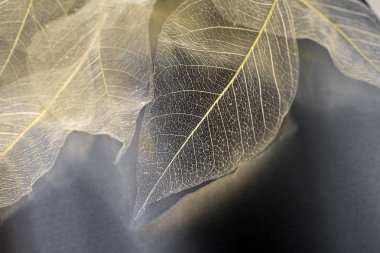 doğal sarı bir arka plan, hassas güzel şeffaf ajur iskeletler yaprak ile