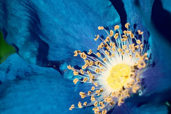 Синя Троянда Жовтими Тичинками Крупним Планом Розквітла Квітка — стокове фото