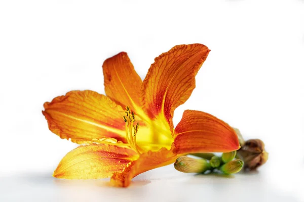 Bright Orange Lily Flower Close White Background — Stock Photo, Image