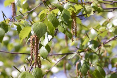 Genç yeşil yaprakları bir huş yakın çekim