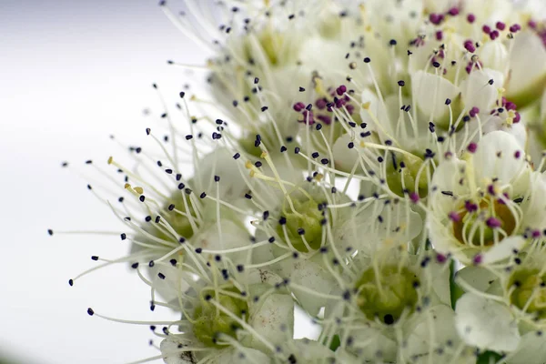 Inflorescência Pequenas Flores Fundo Branco Close — Fotografia de Stock