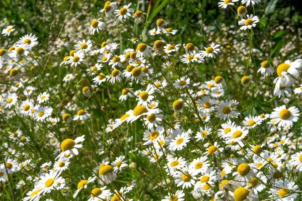 Lot White Field Chamomile Russian Birch Sunny Summer Day — Stock Photo, Image