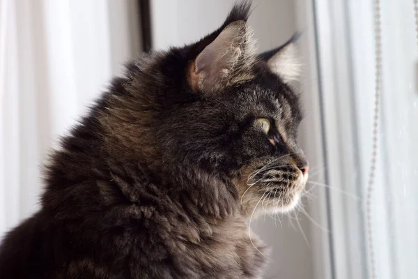 Maine Coon cat looks out the window, pet — Stock Photo, Image