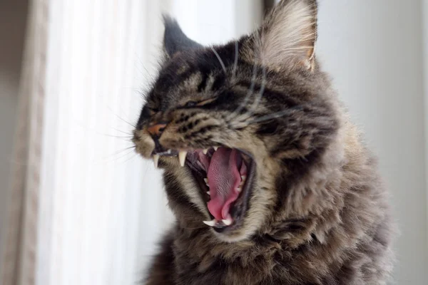 Maine Coon sbadigli gatto, lingua e denti sono visibili, animale domestico — Foto Stock