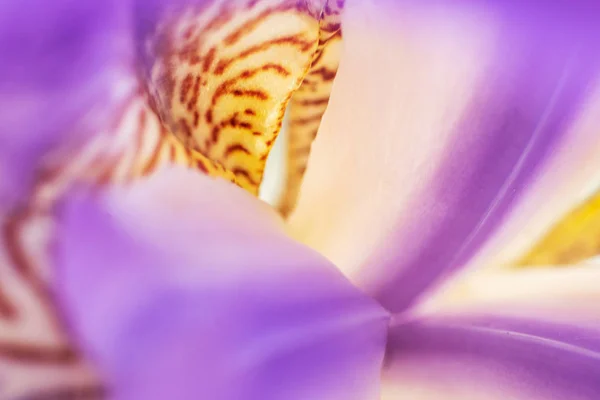 Квітка Фіолетової Іриси Крупним Планом Красивий Фон — стокове фото