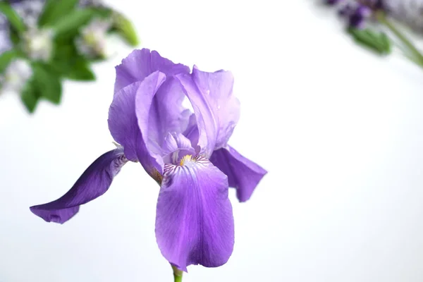 Fleurs sauvages sur fond blanc, iris et lilas — Photo