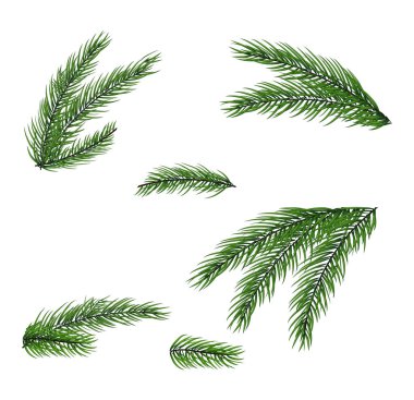 Green spruce twigs isolated on white background  clipart