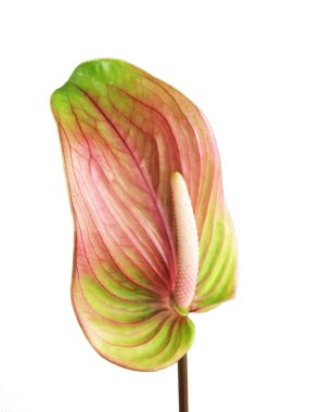 Beyaz arka plan üzerinde izole anthurium egzotik güzel çiçek
