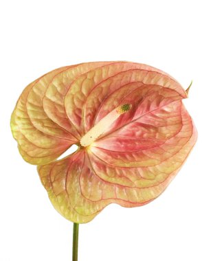 Beyaz arka plan üzerinde izole anthurium egzotik güzel çiçek