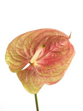 Beyaz arka plan üzerinde izole anthurium egzotik güzel çiçek