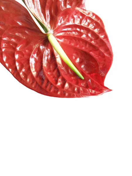 Anthurium Exótico Bela Flor Isolada Fundo Branco — Fotografia de Stock