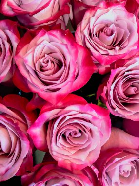 güzel gül yakın çekim yaprakları Valentine arka plan