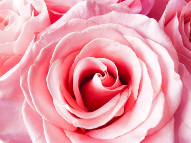 güzel gül yakın çekim yaprakları Valentine arka plan