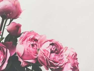 güzel gül yakın çekim yaprakları Valentine arka plan