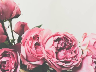 güzel gül yakın çekim yaprakları Valentine arka plan