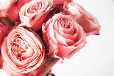 Arka plan üzerinde izole güzel pembe güller