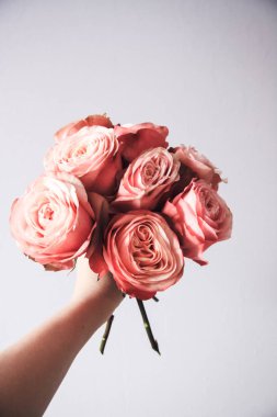 Arka plan üzerinde izole güzel pembe güller