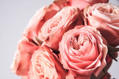 Arka plan üzerinde izole güzel pembe güller