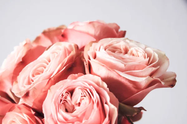 Розовые Розы Заднем Плане — стоковое фото