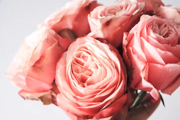 Розовые Розы Заднем Плане — стоковое фото