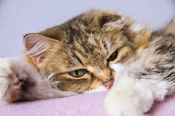 Weiße Ingwerkatze schläft auf rosa Sofa — Stockfoto