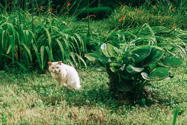 stock image A white cat sits on green grass next to the bushes