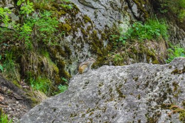 Sevimli sincap taşları, vahşi sincap üzerine çalışan