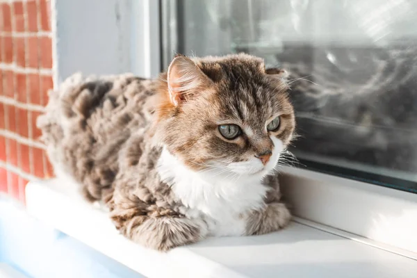 Charmante weiße rote Katze liegt auf der Fensterbank und schaut aus dem Fenster — Stockfoto